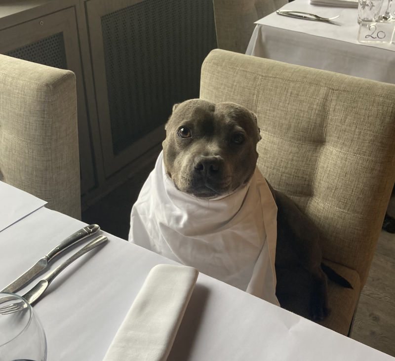 Restaurant a Caluire près de Lyon ou les chiens sont acceptes